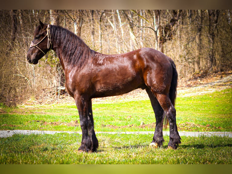 Frisones Caballo castrado 5 años 163 cm Negro in Flemingsburg, KY