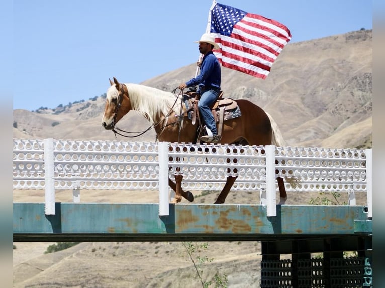 Frisones Caballo castrado 5 años 163 cm Palomino in Paicines CA
