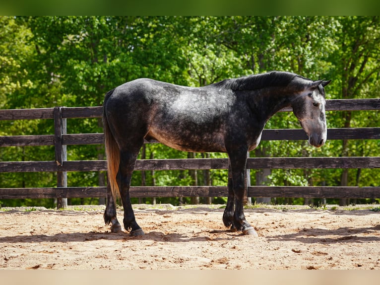 Frisones Mestizo Caballo castrado 5 años 163 cm Tordo rodado in Clover, SC