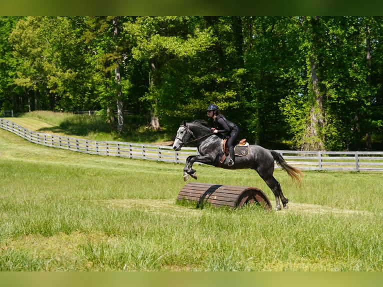 Frisones Mestizo Caballo castrado 5 años 163 cm Tordo rodado in Clover, SC