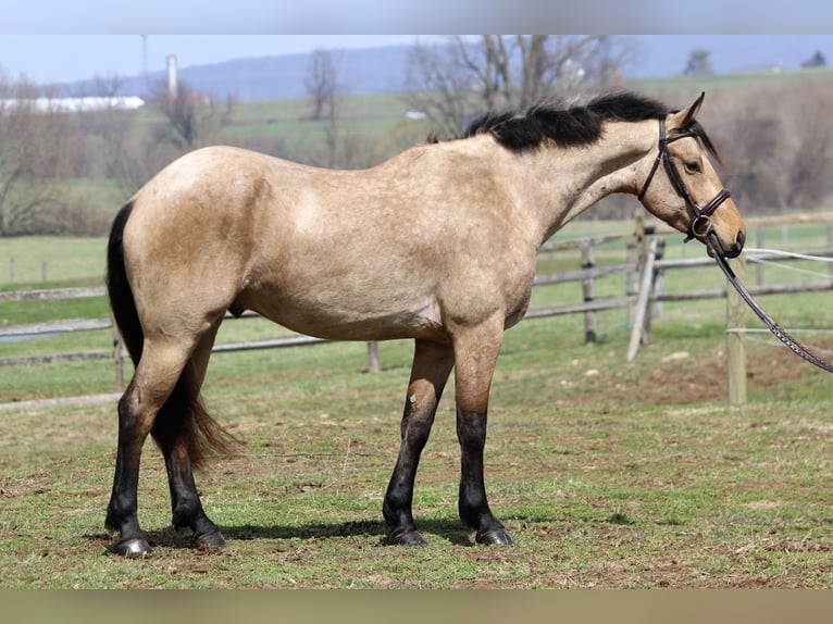 Frisones Mestizo Caballo castrado 5 años 165 cm Buckskin/Bayo in Gap