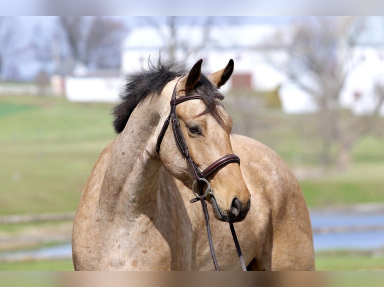 Frisones Mestizo Caballo castrado 5 años 165 cm Buckskin/Bayo in Gap