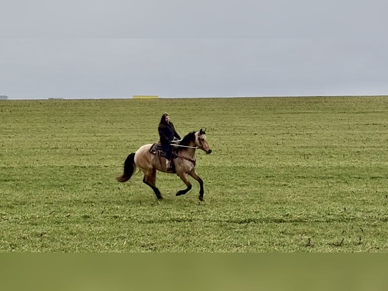 Frisones Mestizo Caballo castrado 5 años 165 cm Buckskin/Bayo in Gap