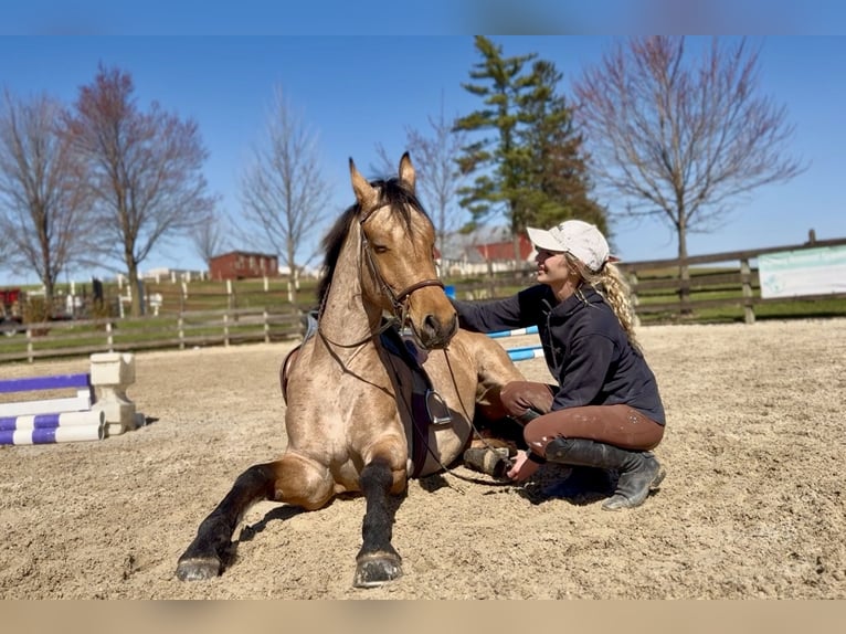 Frisones Mestizo Caballo castrado 5 años 165 cm Buckskin/Bayo in Gap