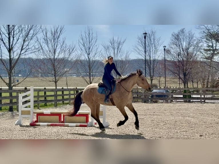 Frisones Mestizo Caballo castrado 5 años 165 cm Buckskin/Bayo in Gap