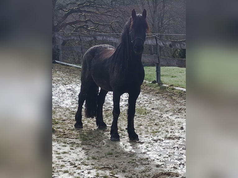 Frisones Mestizo Caballo castrado 5 años 165 cm  in Flammersfeld