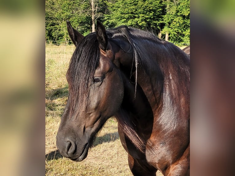 Frisones Mestizo Caballo castrado 5 años 165 cm  in Flammersfeld