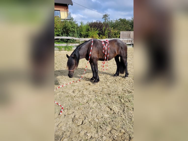 Frisones Mestizo Caballo castrado 5 años 165 cm  in Flammersfeld