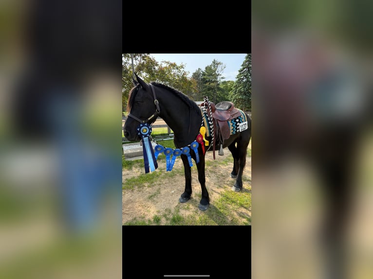 Frisones Caballo castrado 5 años 165 cm Negro in Holly