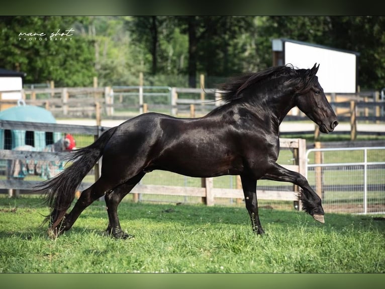 Frisones Caballo castrado 5 años 165 cm Negro in Holly