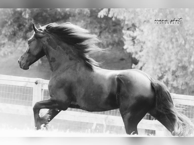 Frisones Caballo castrado 5 años 165 cm Negro in Holly