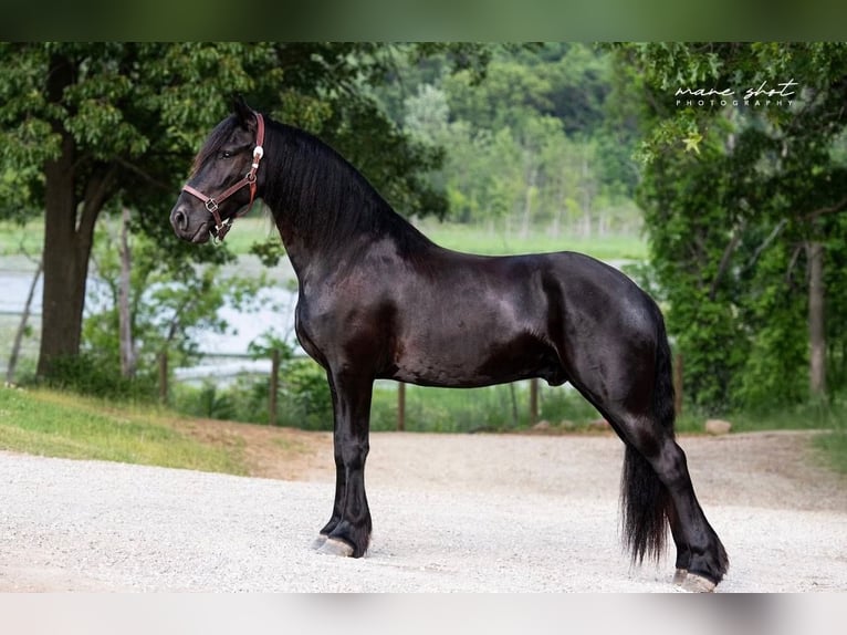 Frisones Caballo castrado 5 años 165 cm Negro in Holly