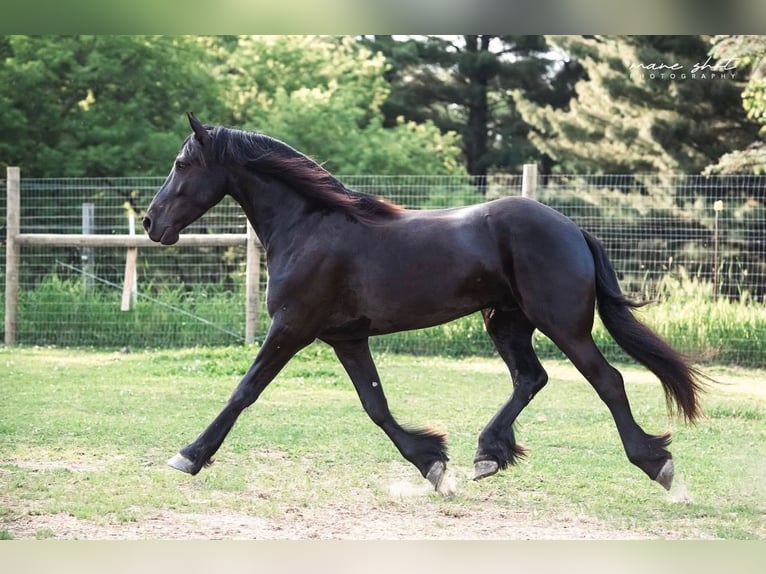 Frisones Caballo castrado 5 años 165 cm Negro in Holly