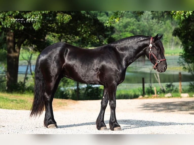 Frisones Caballo castrado 5 años 165 cm Negro in Holly
