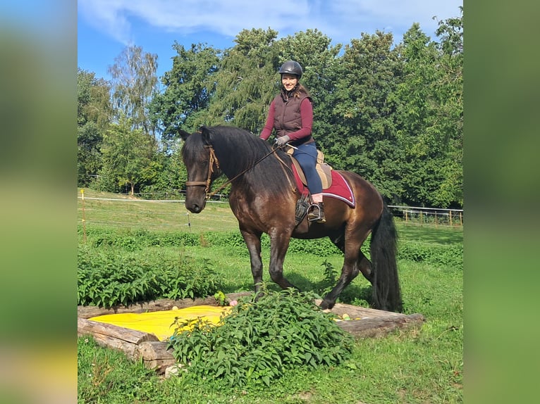 Frisones Caballo castrado 5 años 165 cm Negro in Bayerbach