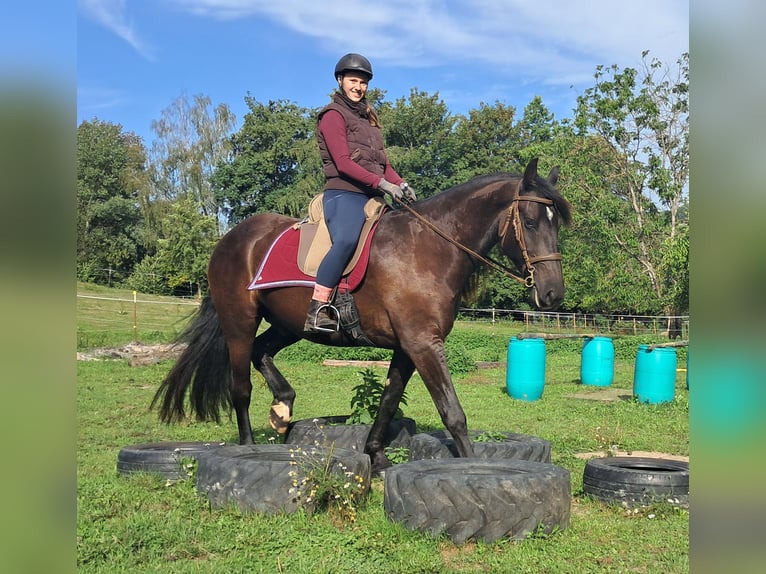 Frisones Caballo castrado 5 años 165 cm Negro in Bayerbach