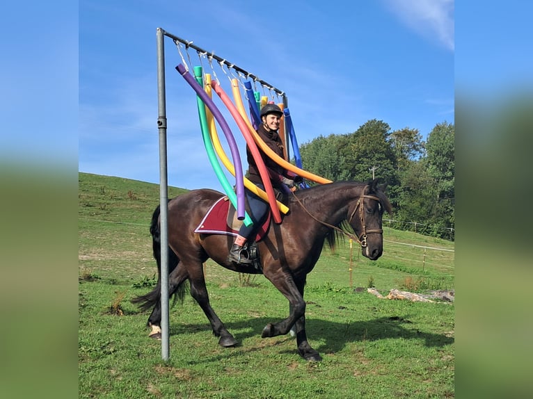 Frisones Caballo castrado 5 años 165 cm Negro in Bayerbach