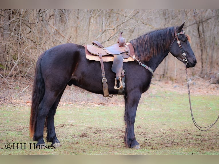 Frisones Caballo castrado 5 años 165 cm Negro in Flemingsburg KY