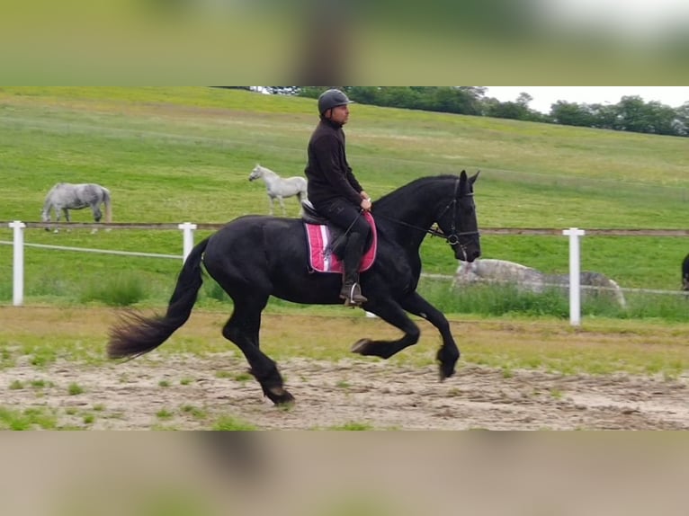 Frisones Caballo castrado 5 años 166 cm Negro in Kamenz