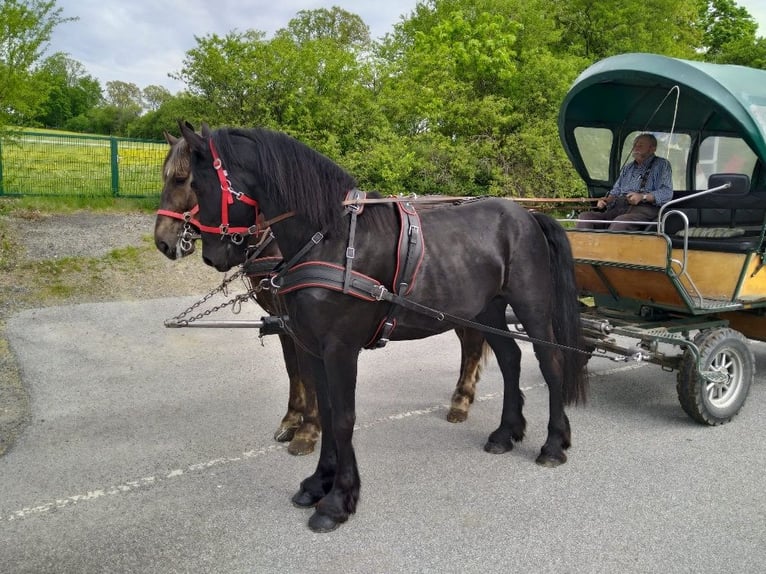 Frisones Caballo castrado 5 años 166 cm Negro in Kamenz
