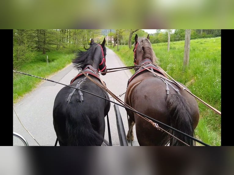 Frisones Caballo castrado 5 años 166 cm Negro in Kamenz