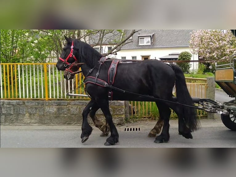 Frisones Caballo castrado 5 años 166 cm Negro in Kamenz