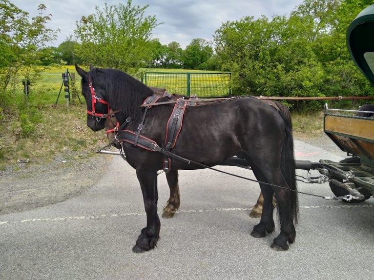 Frisones Caballo castrado 5 años 166 cm Negro in Kamenz
