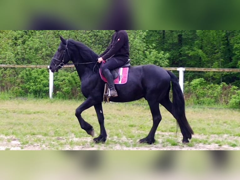 Frisones Caballo castrado 5 años 166 cm Negro in Kamenz