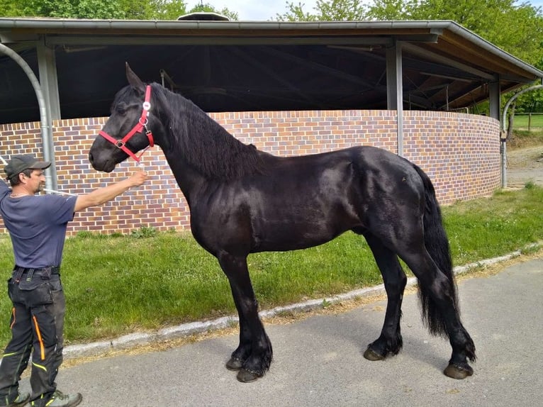 Frisones Caballo castrado 5 años 166 cm Negro in Kamenz