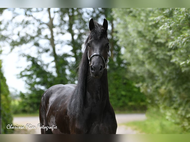 Frisones Caballo castrado 5 años 167 cm Negro in Mijnsheerenland