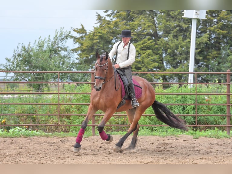 Frisones Caballo castrado 5 años 168 cm Castaño rojizo in Fairbank IA