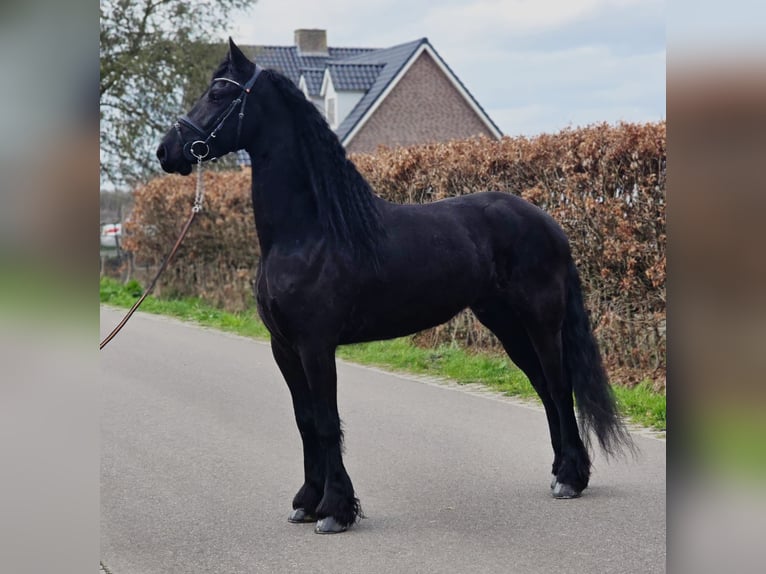 Frisones Caballo castrado 5 años 168 cm Negro in Someren