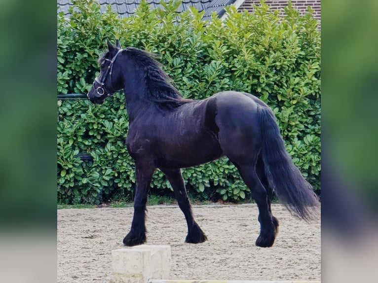 Frisones Caballo castrado 5 años 168 cm Negro in Someren