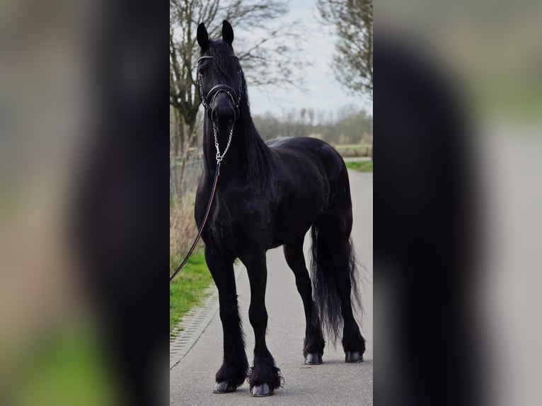 Frisones Caballo castrado 5 años 168 cm Negro in Someren