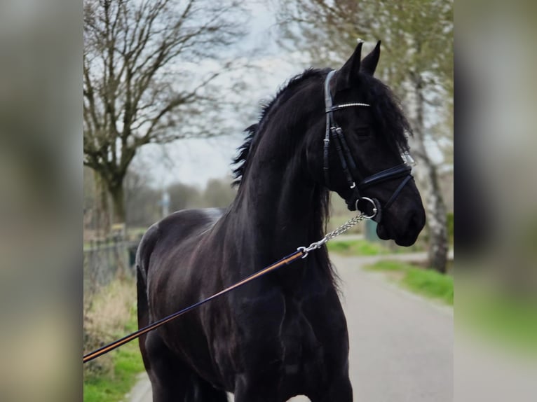 Frisones Caballo castrado 5 años 168 cm Negro in Someren
