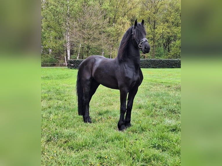 Frisones Caballo castrado 5 años 168 cm Negro in Dalen