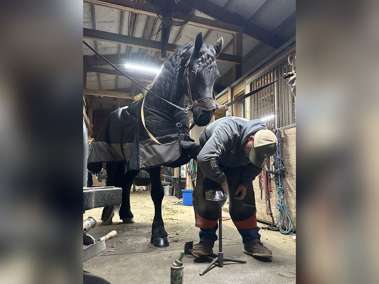 Frisones Caballo castrado 5 años 168 cm Negro in Rochester
