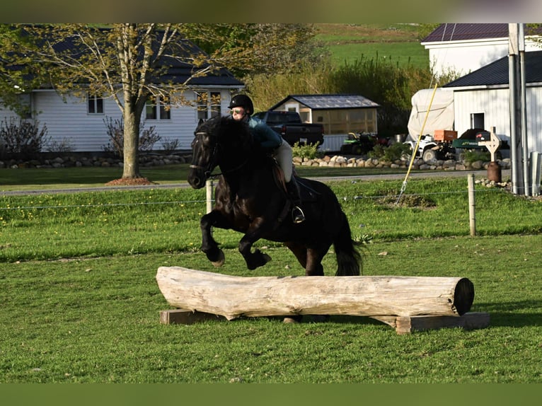 Frisones Caballo castrado 5 años 168 cm Negro in Warsaw, NY