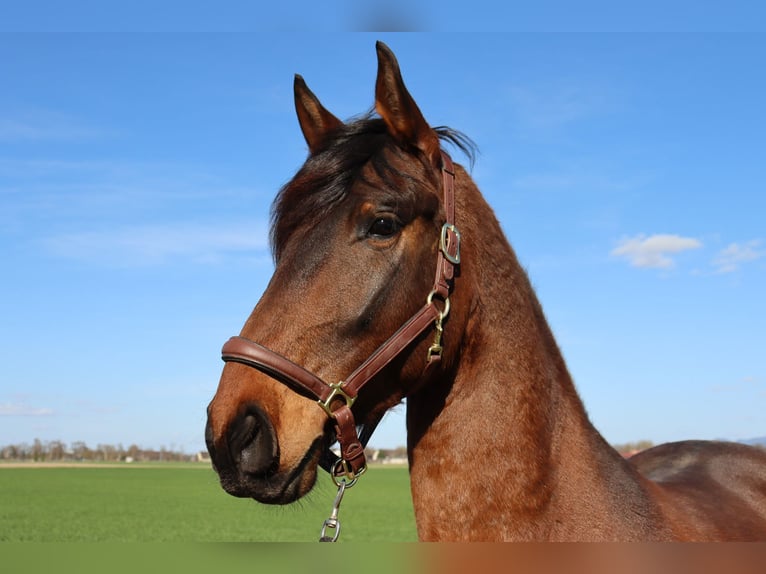 Frisones Mestizo Caballo castrado 5 años 169 cm Castaño in Neuenburg am Rhein