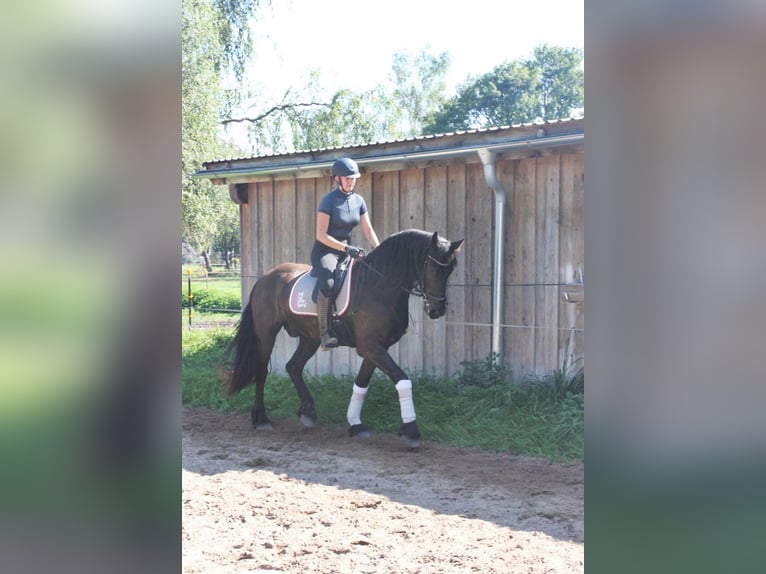 Frisones Caballo castrado 5 años 170 cm Morcillo in Weilheim in Oberbayern
