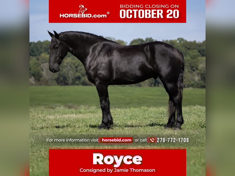 Frisones Mestizo Caballo castrado 5 años 170 cm Negro in Auburn, KY
