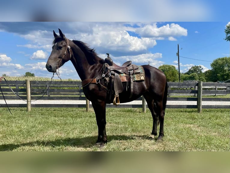 Frisones Caballo castrado 5 años 170 cm Negro in Moscow OH