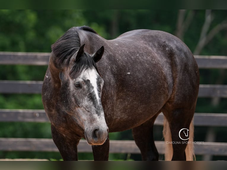 Frisones Mestizo Caballo castrado 5 años 170 cm Tordo in Clover, SC