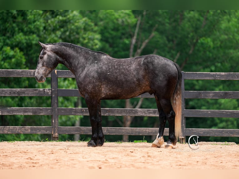 Frisones Mestizo Caballo castrado 5 años 170 cm Tordo in Clover, SC