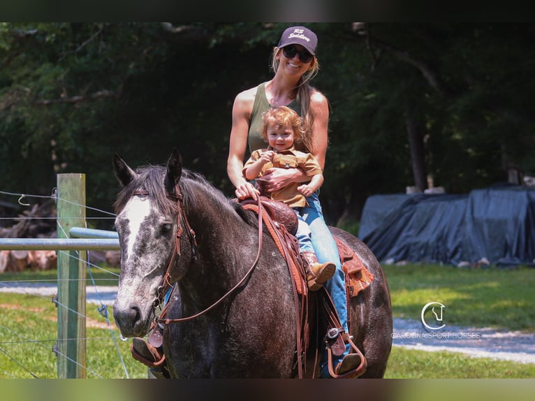 Frisones Mestizo Caballo castrado 5 años 170 cm Tordo in Clover, SC