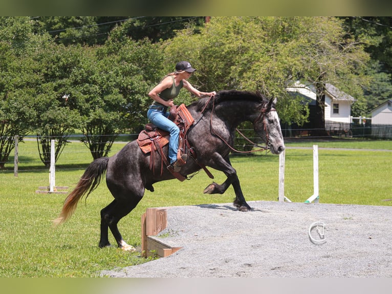 Frisones Mestizo Caballo castrado 5 años 170 cm Tordo in Clover, SC