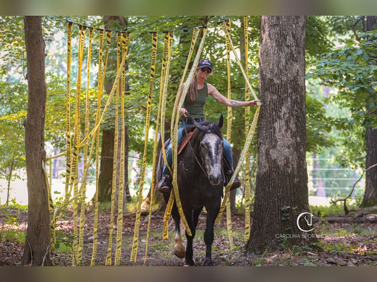 Frisones Mestizo Caballo castrado 5 años 170 cm Tordo in Clover, SC