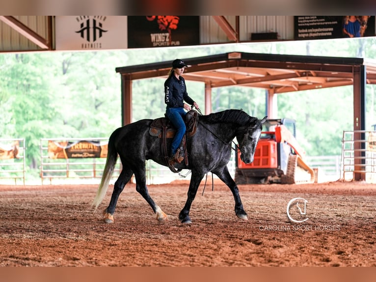 Frisones Mestizo Caballo castrado 5 años 170 cm Tordo in Clover, SC