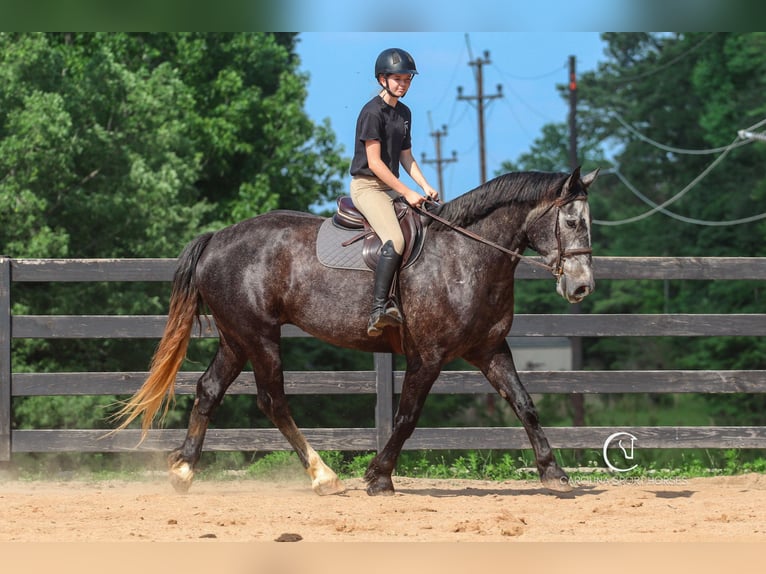 Frisones Mestizo Caballo castrado 5 años 170 cm Tordo in Clover, SC