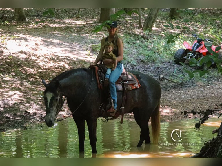 Frisones Mestizo Caballo castrado 5 años 170 cm Tordo in Clover, SC